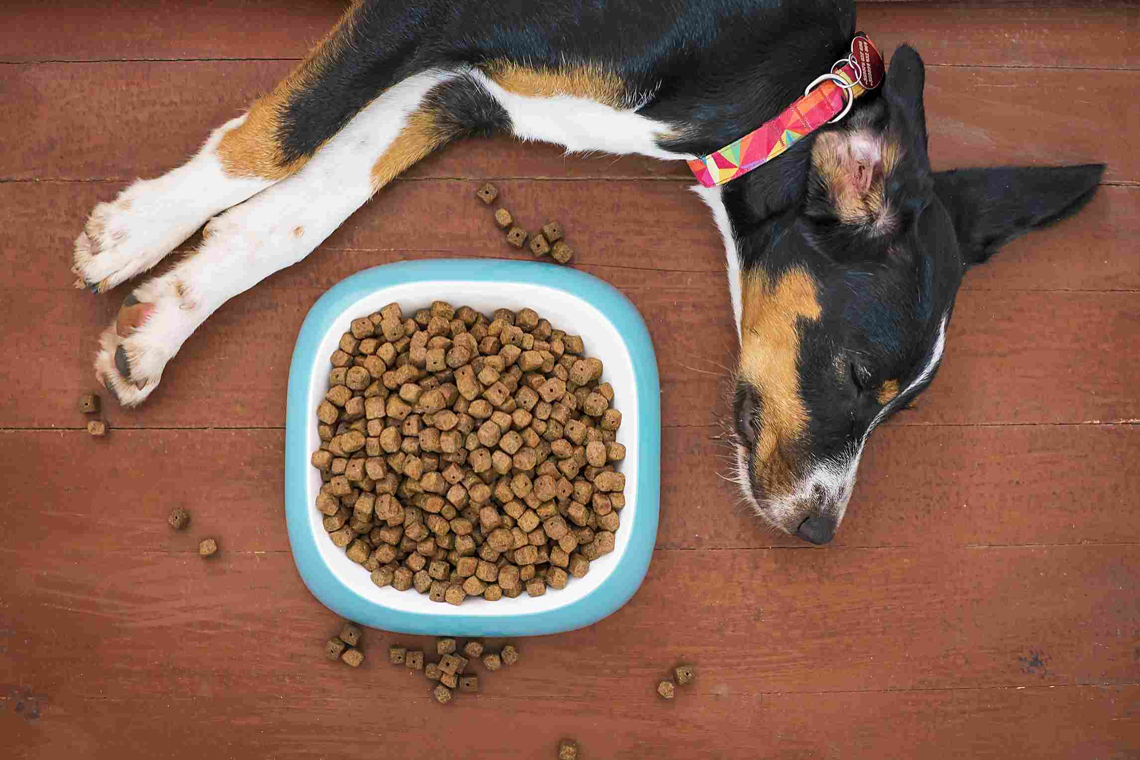 croquette pour chien chasse palette en sac grand format pour chiens de chasse actifs et alimentation en gros volume