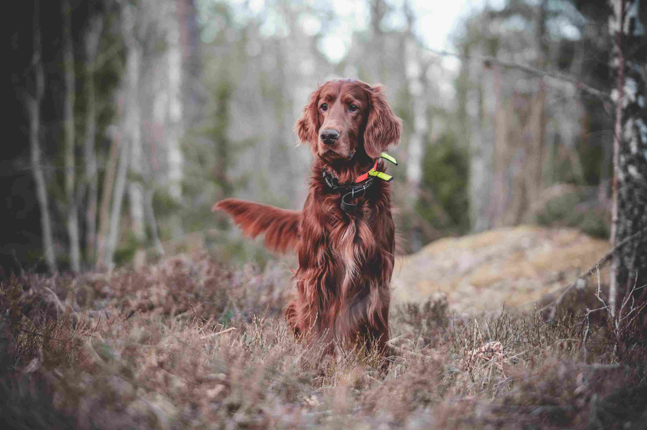 Croquette pour chien de chasse 32 14: père de famille passionné de photo, de technologie, de nature et d’animaux, avec la tête bien faite et rempli de réflexions sur le monde