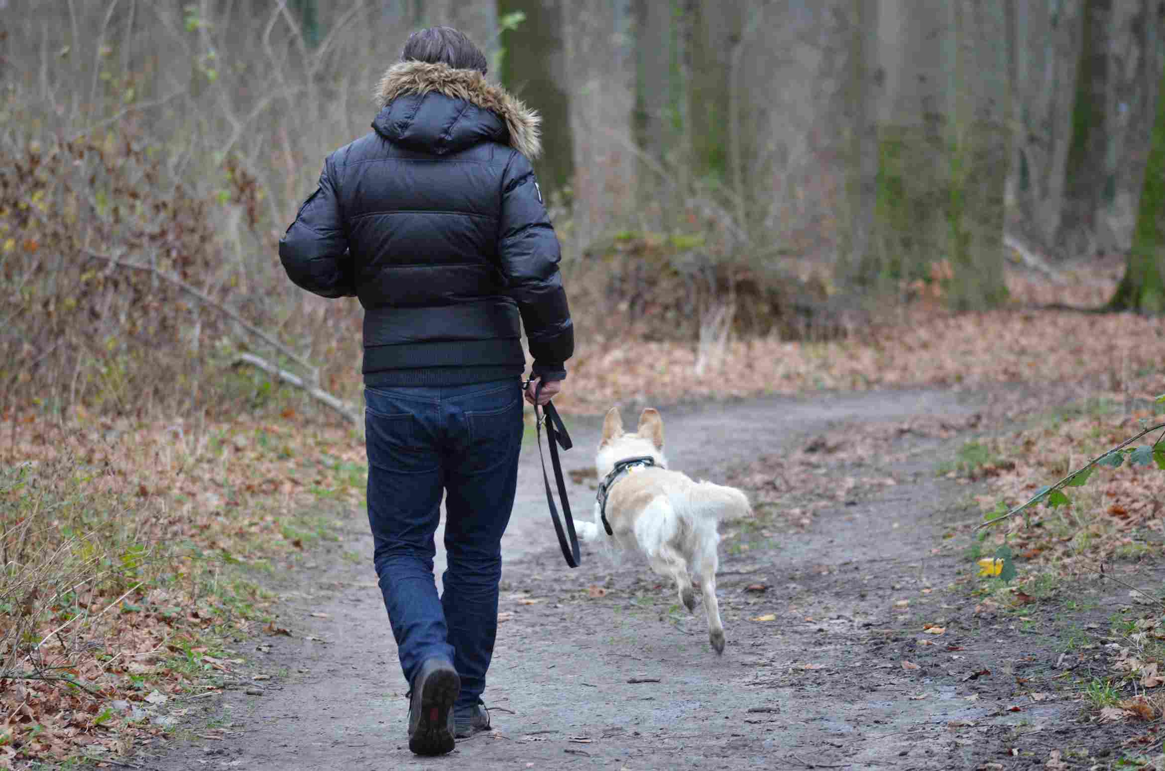 Formation chien médiateur: binôme humain et chien travaillant ensemble dans une séance de médiation animale en milieu éducatif ou social