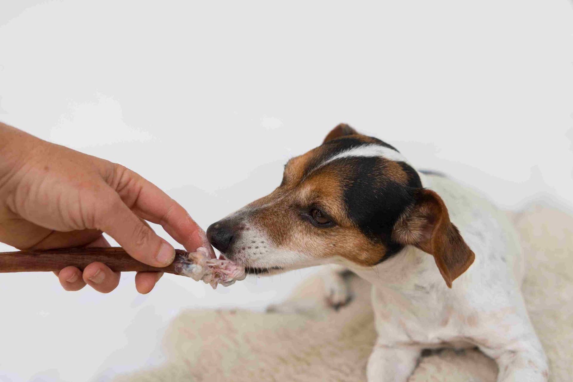 Bully Stick Chien Les Meilleurs Pour Votre Toutou