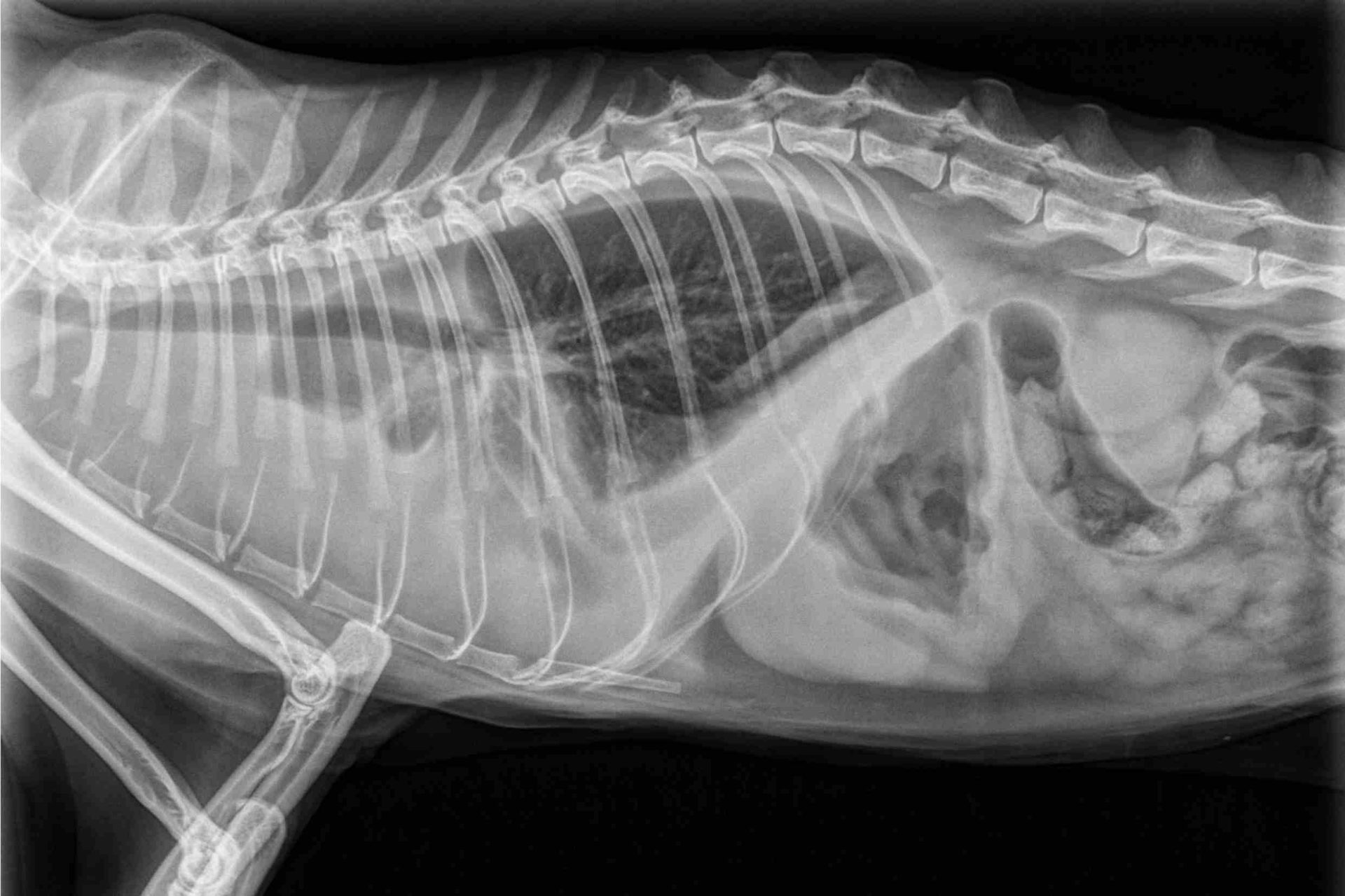 Radiographie thoracique d'un chat atteint de péritonite infectieuse féline et un vétérinaire lui administrant Libeo pour vider ses poumons
