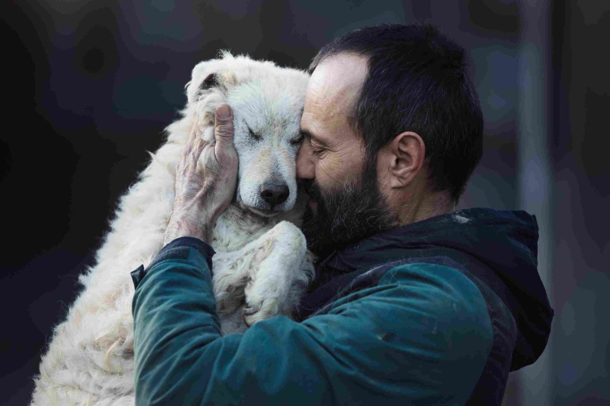Homme tenant et serrant un chien dans un refuge, illustration du sujet candilat effet au bout de combien de temps chez le chien âgé.