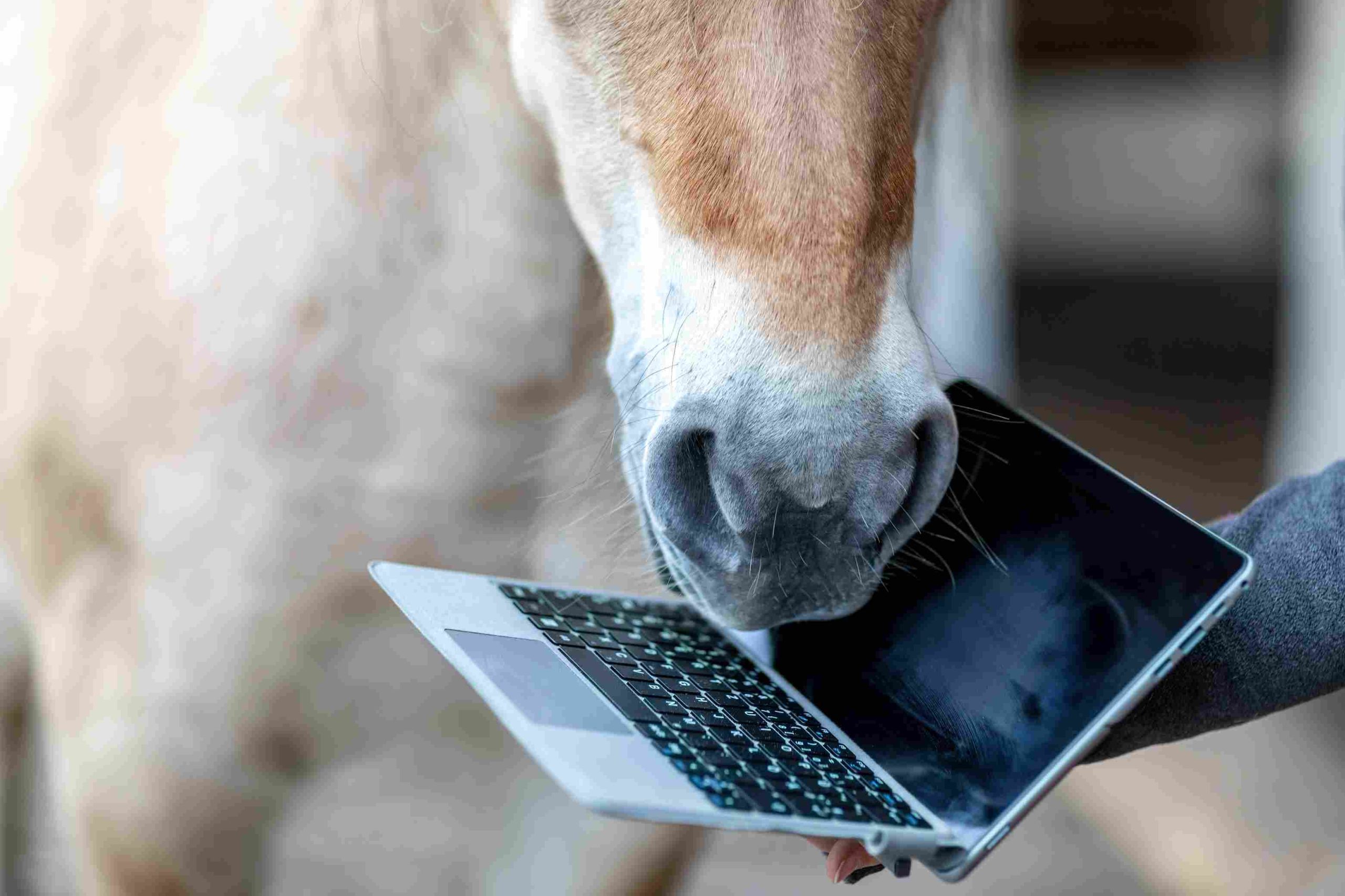 Sur le magasin en ligne Cavaloisir cheval fjord norvégien regardant une tablette posé sur une barrière d’écurie