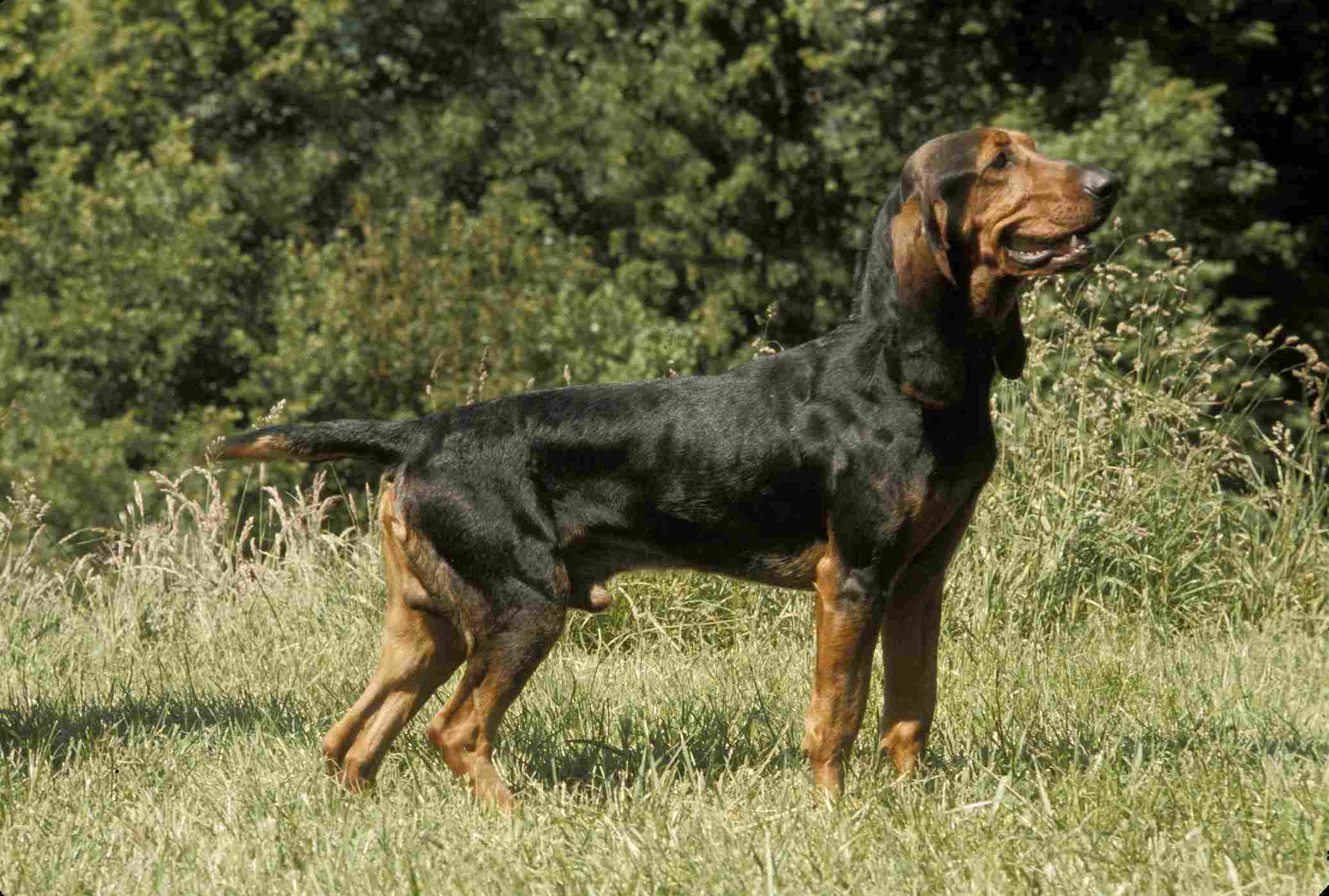 Chien de pied sanglier à vendre Bruno du Jura : le Bruno du Jura, aussi appelé Jura Hound, est une race suisse reconnue pour sa robustesse, son endurance et son flair exceptionnel, idéale pour la chasse au sanglier et la vie de famille