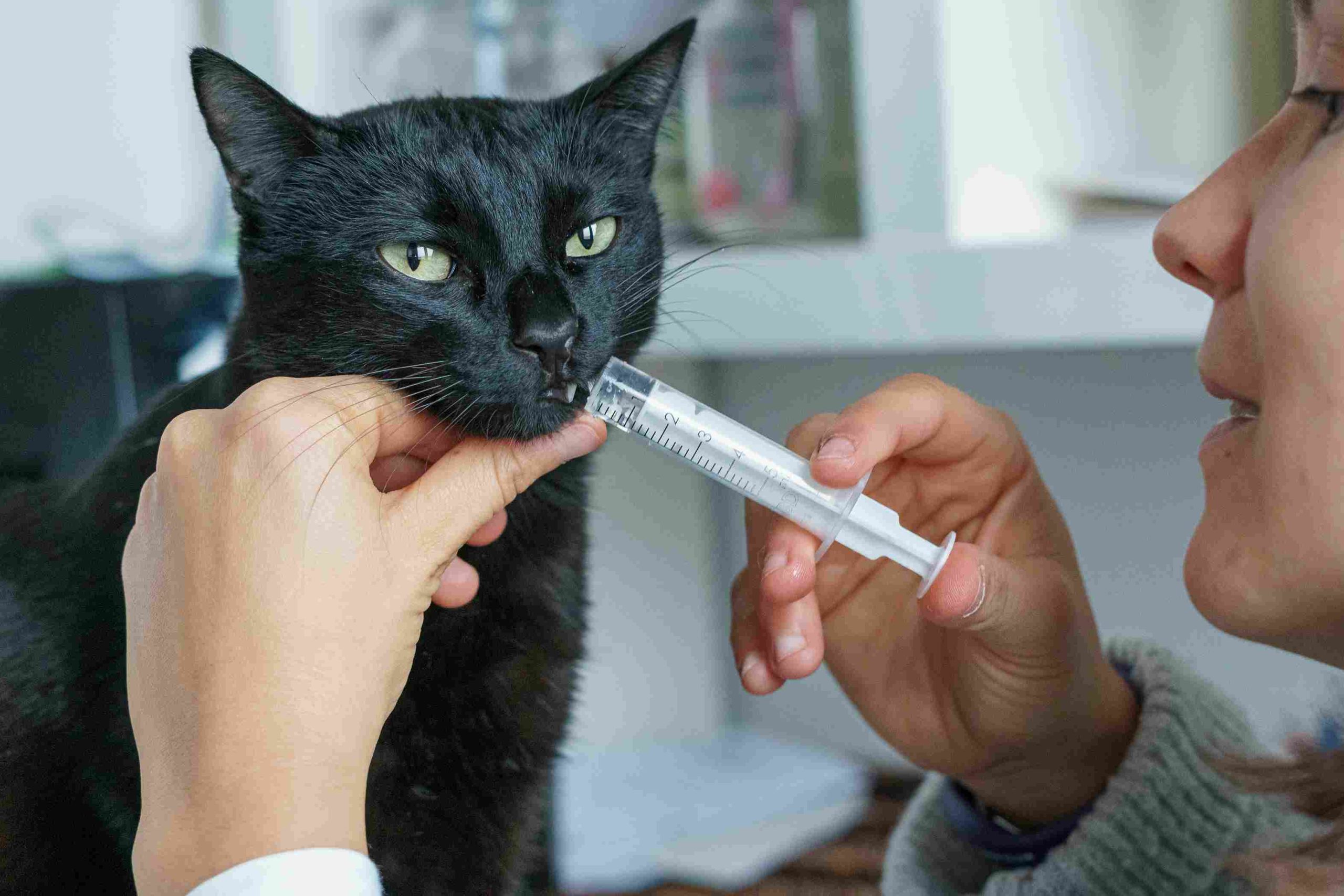 Libeo chat avis: Un chat noir prenant sa dose quotidienne de médicament contre la toux. Une jeune femme donne quotidiennement les soins à son chat. Propriétaire administrant une seringue médicale à son petit chat