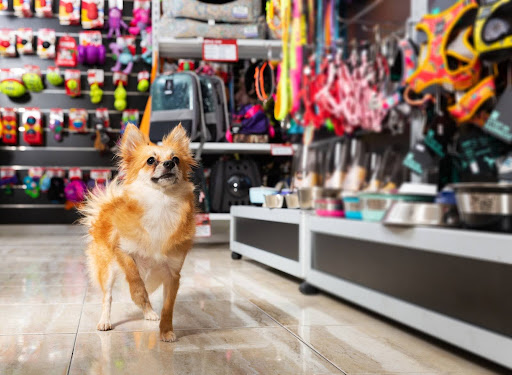 Un chien curieux dans une animalerie entourée de rayons en promotion, illustrant la liquidation dans l'animalerie et le destockage des animaleries