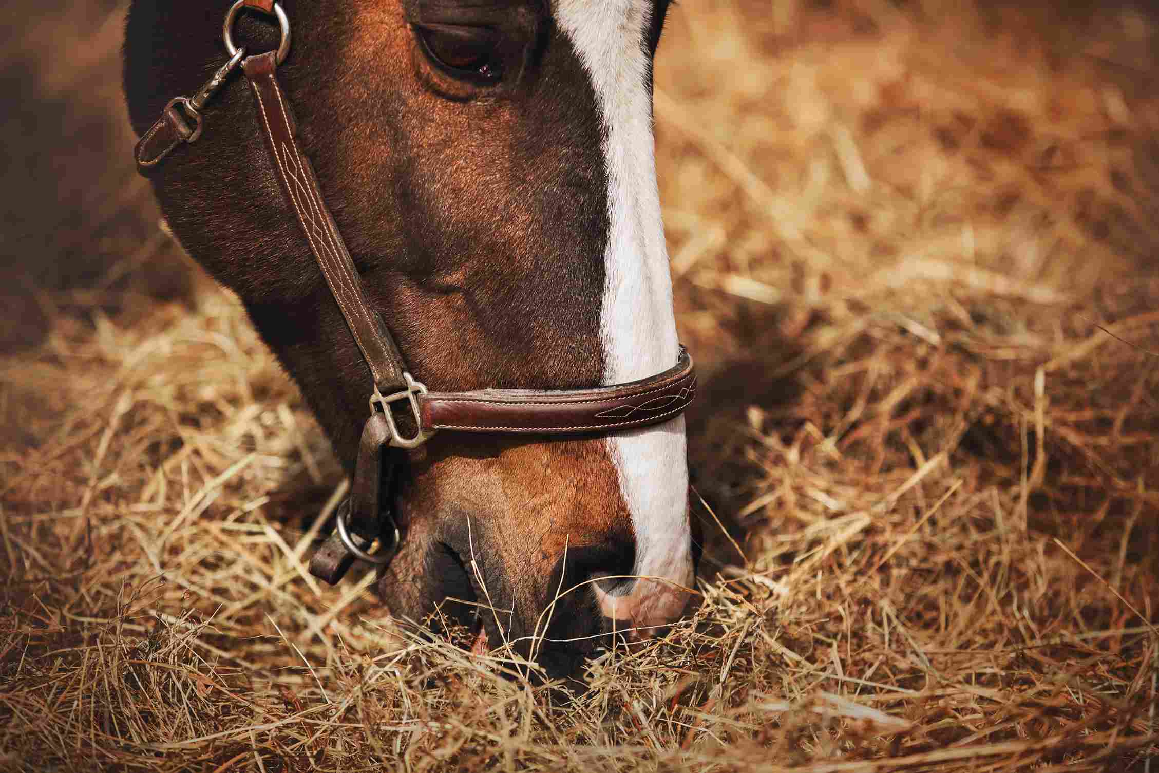 Cheval alezan mangeant du foin sec, exemple de nourriture pour cheval qui fait des bouchons, pour illustrer l’alimentation sécurisée et la prévention des bouchons œsophagiens