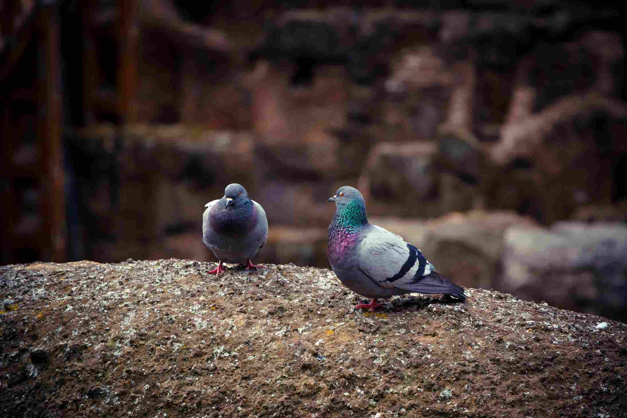 Photo partagée sur Pigeonweb de deux pigeons sauvages adorables observés sur les ruines du Colisée, une scène capturée