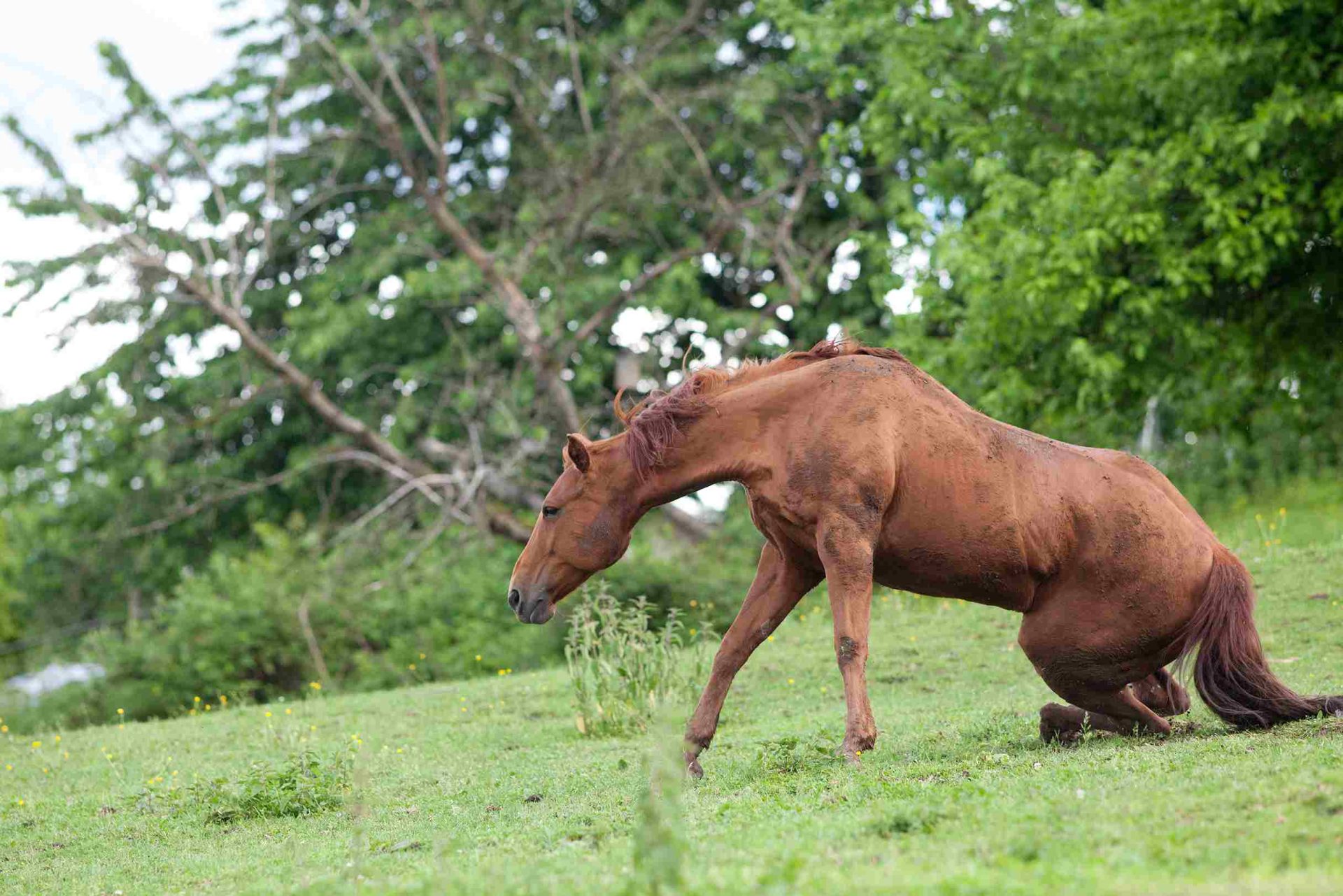 Cheval présentant une boiterie sans gonflement ni chaleur visible, avec une démarche irrégulière suggérant une douleur ou un trouble locomoteur nécessitant une observation attentive et une prise en charge adaptée