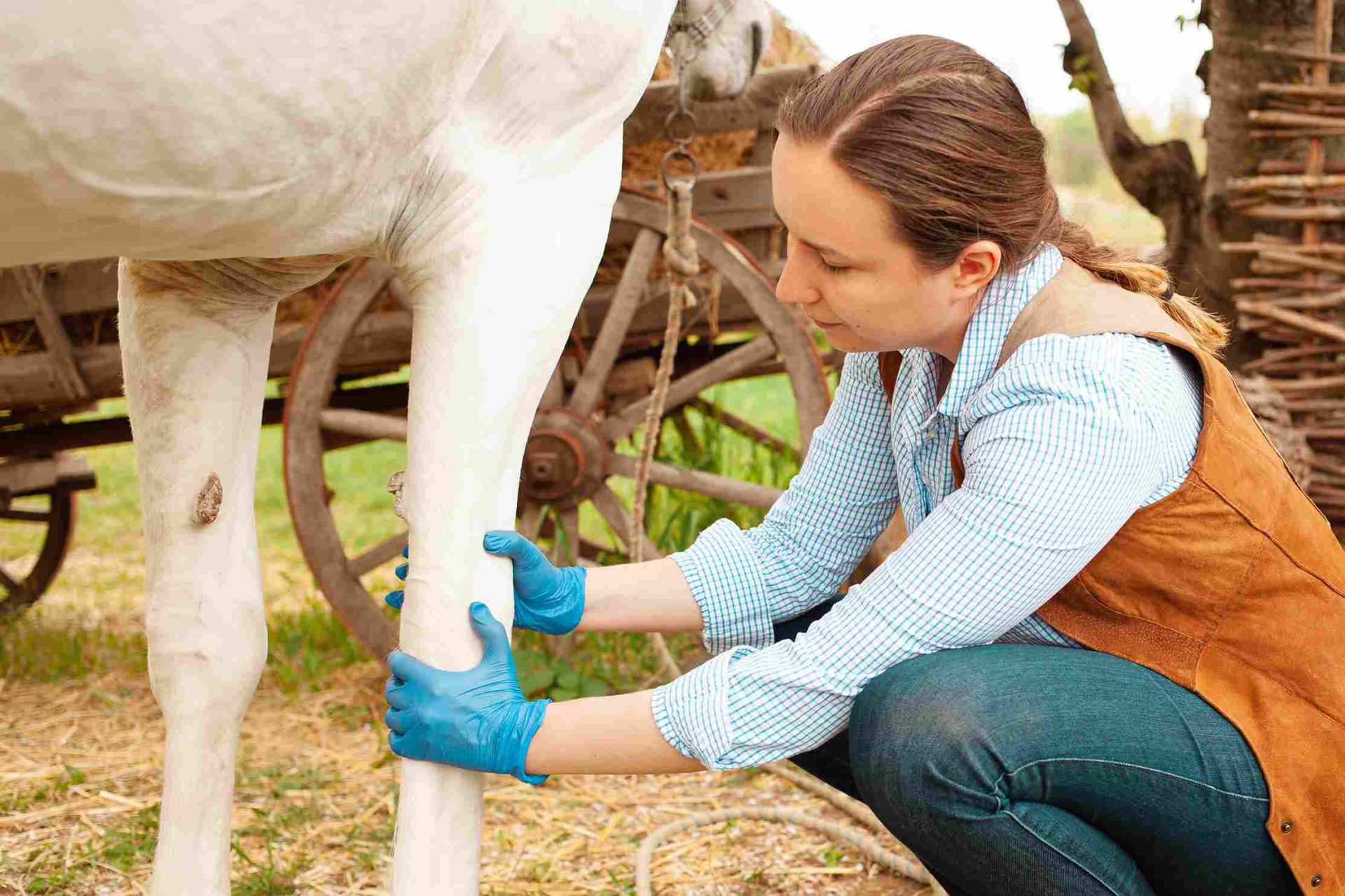 Vétérinaire examinant de près un cheval blanc lors d’un contrôle de santé, dans un contexte de soin et de confiance entre l’animal et le professionnel, illustrant l’attention portée au bien-être et à la locomotion du destrier
