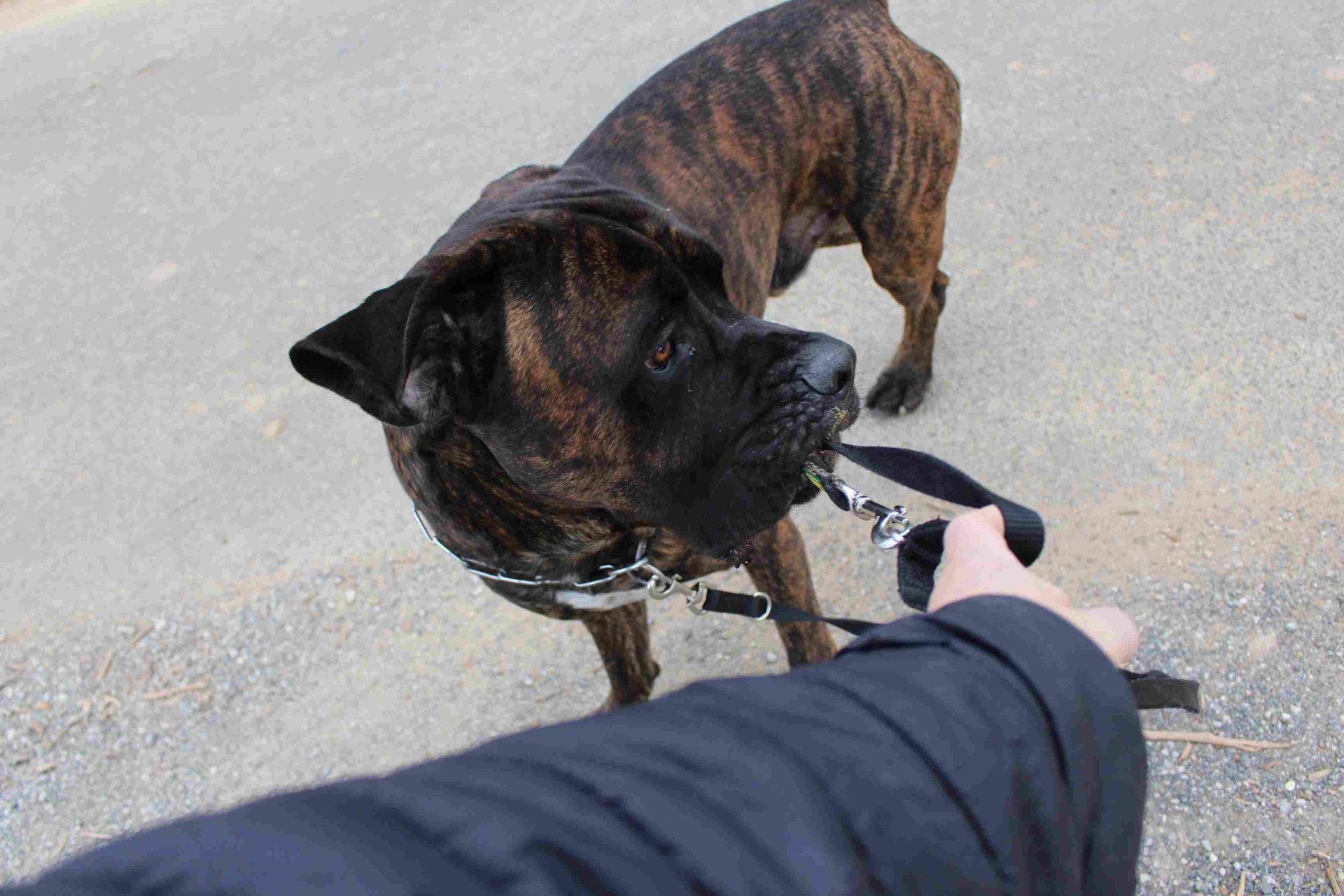 chien têtu cane corso en séance d’éducation canine pour apprendre comment faire obéir un chien têtu en extérieur avec travail du rappel et de l’obéissance