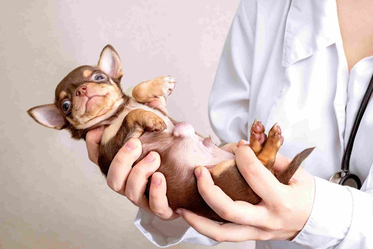Chiot présentant une importante hernie ombilicale examiné par un vétérinaire lors d’une consultation de contrôle avant traitement chirurgical