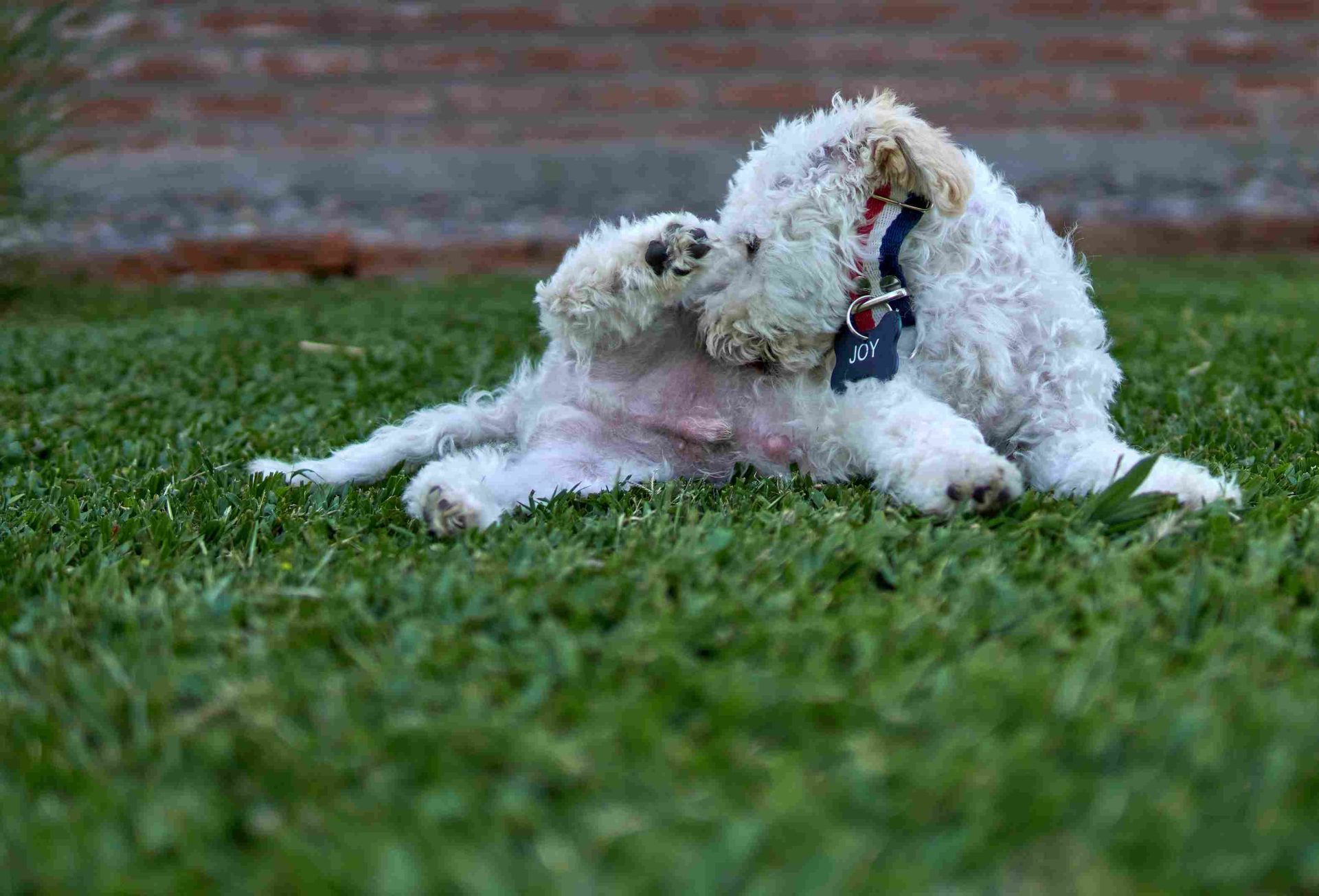 Caniche blanche léchant sa zone intime avec hernie ombilicale visible au niveau du ventre chez un chien souffrant d’une anomalie abdominale.