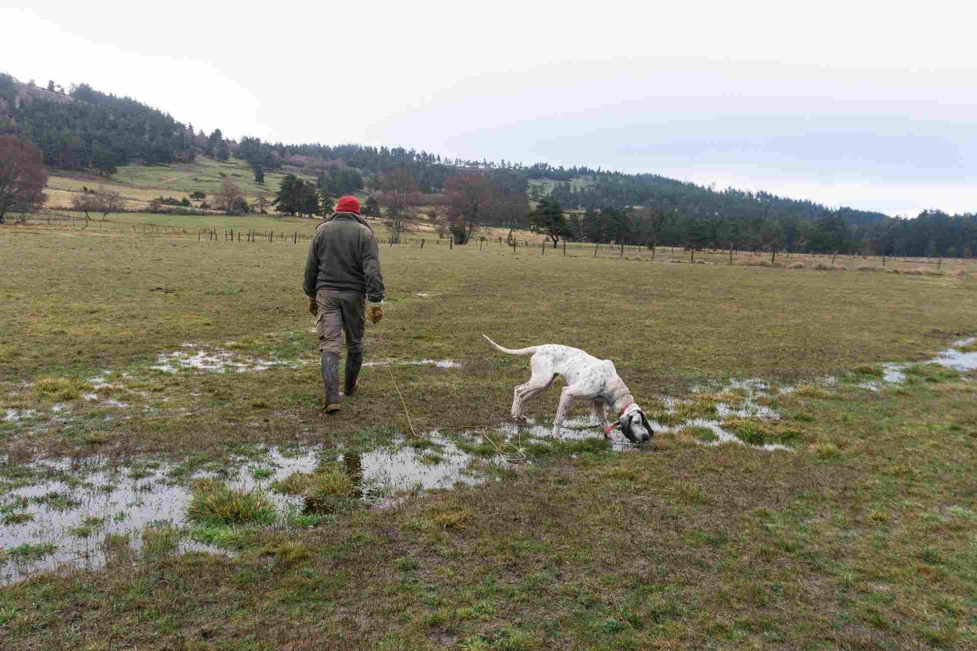 chien d’arrêt rapprocheur sanglier en terrain naturel à vendre, en pleine recherche de piste
