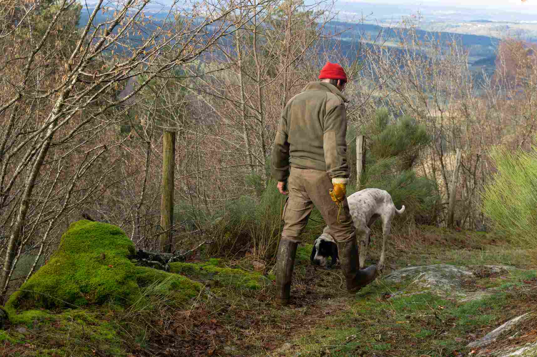 Chien rapprocheur voie unique sanglier à vendre: un homme accompagne son chien en pleine piste forestière, suivant une trace olfactive lors d’une recherche de sanglier