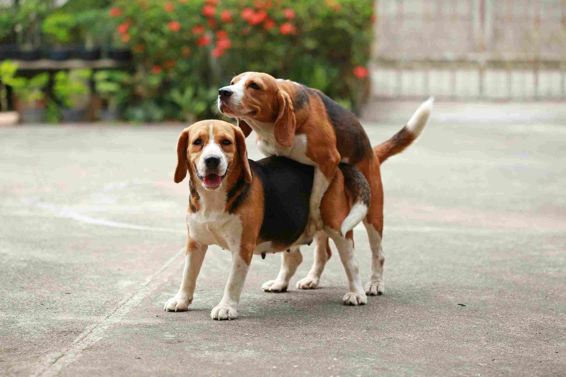 Une chienne doit elle rester coller pour être prise pendant la saillie, comportement de reproduction chez des chiens de race pure beagle, deux beagles montrant une interaction amicale et des signes de reproduction