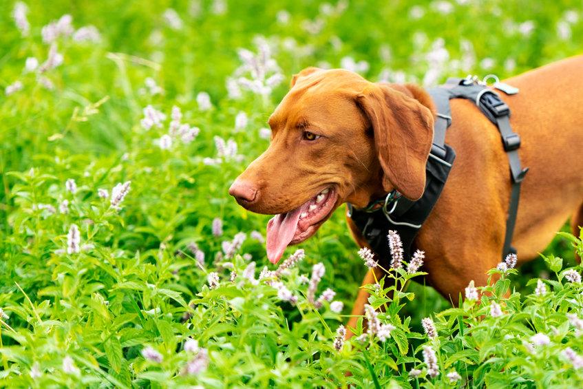Chiot vizsla souriant et heureux se promenant dans un champ de fleurs avec la langue sortie, idéal pour illustrer un complément alimentaire chien naturel