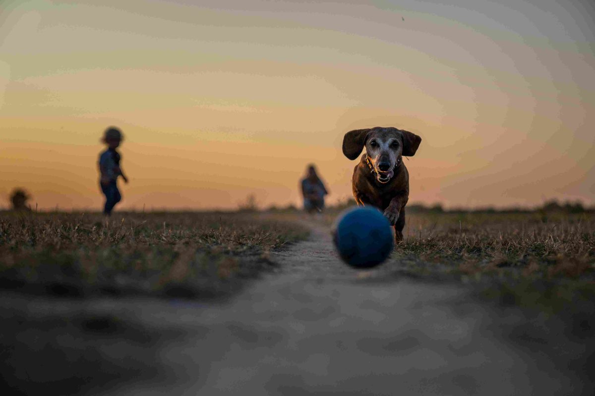 Chien jouant avec un ballon sur un sentier en extérieur, illustration liée au coût des soins vétérinaires et à l’assurance santé animale