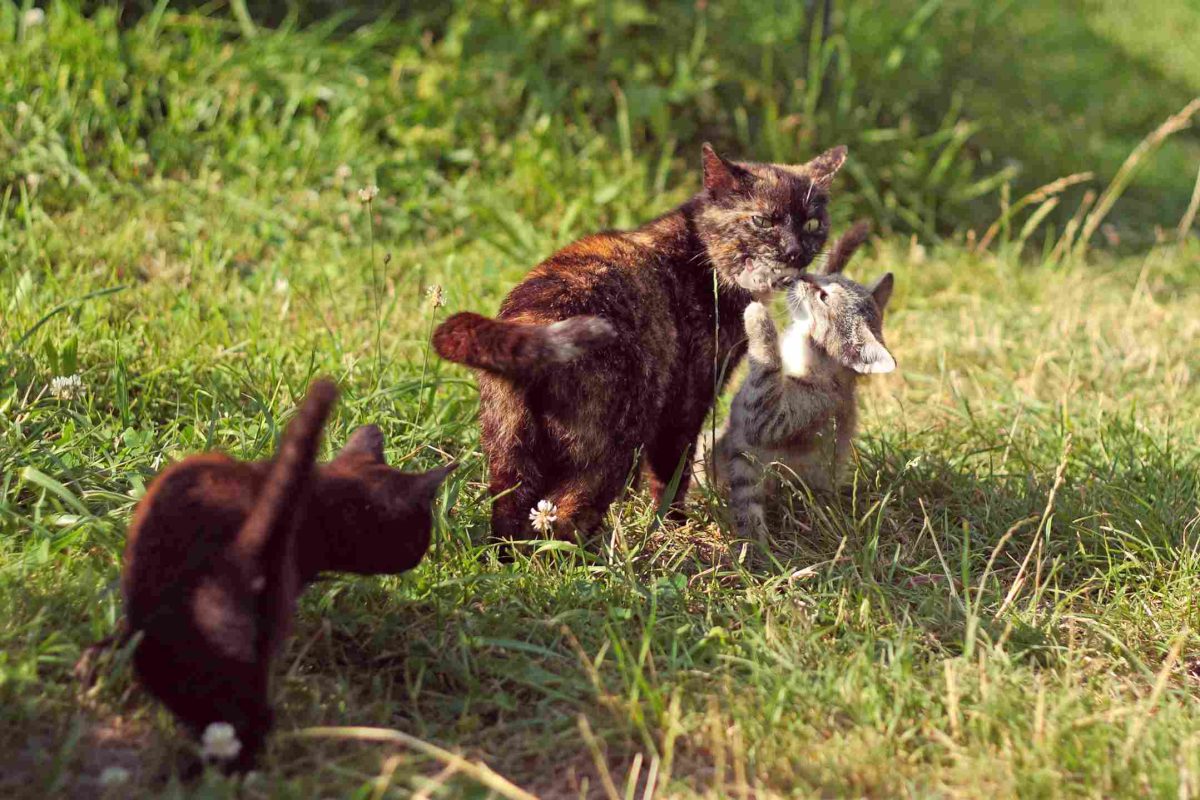Un chat adulte peut il tuer un chaton : chat adulte (mère) apportant une souris capturée à ses chatons sur l’herbe en plein soleil, illustrant les comportements de chasse et de transmission d’instincts chez les félins