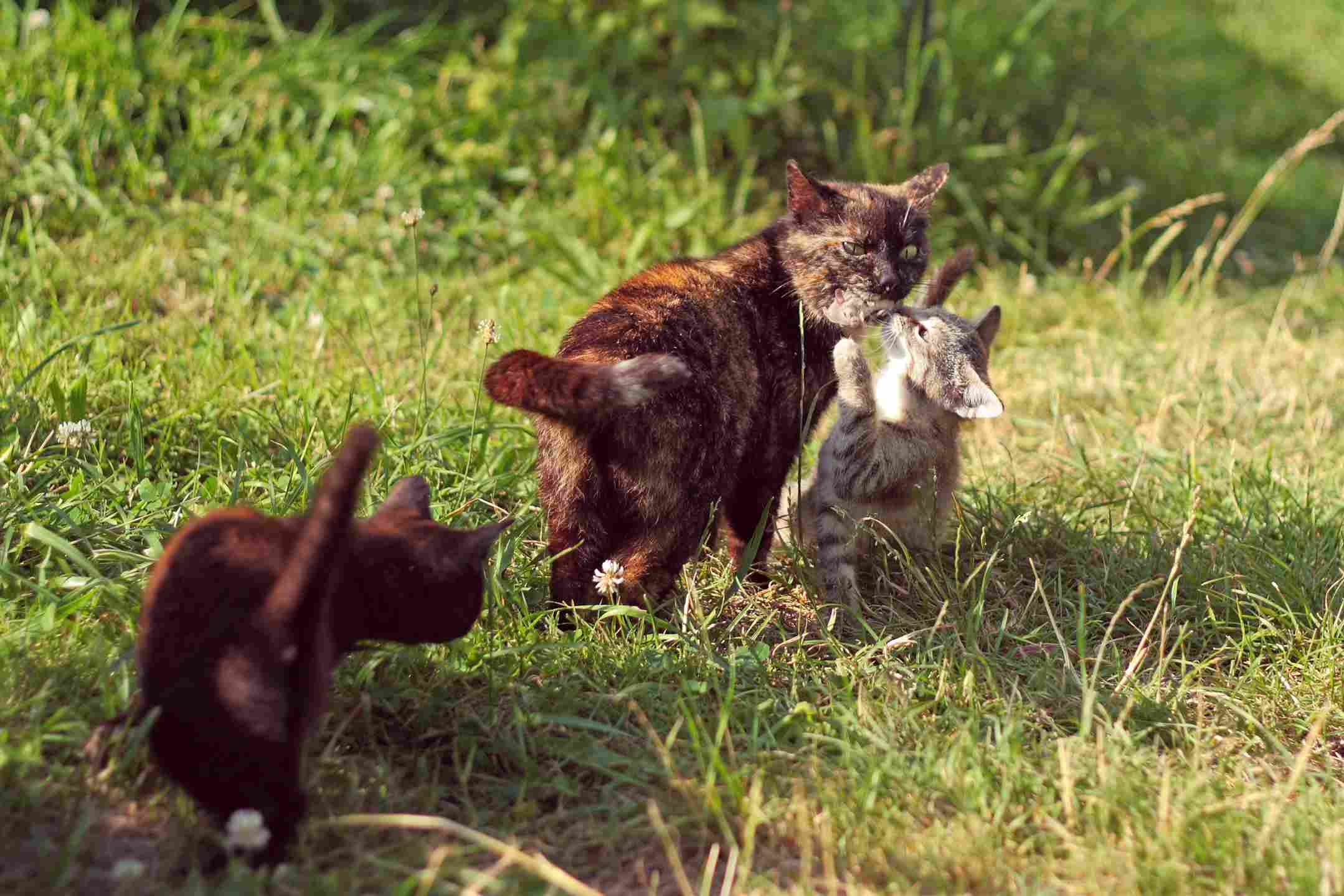 Un chat adulte peut il tuer un chaton : chat adulte (mère) apportant une souris capturée à ses chatons sur l’herbe en plein soleil, illustrant les comportements de chasse et de transmission d’instincts chez les félins