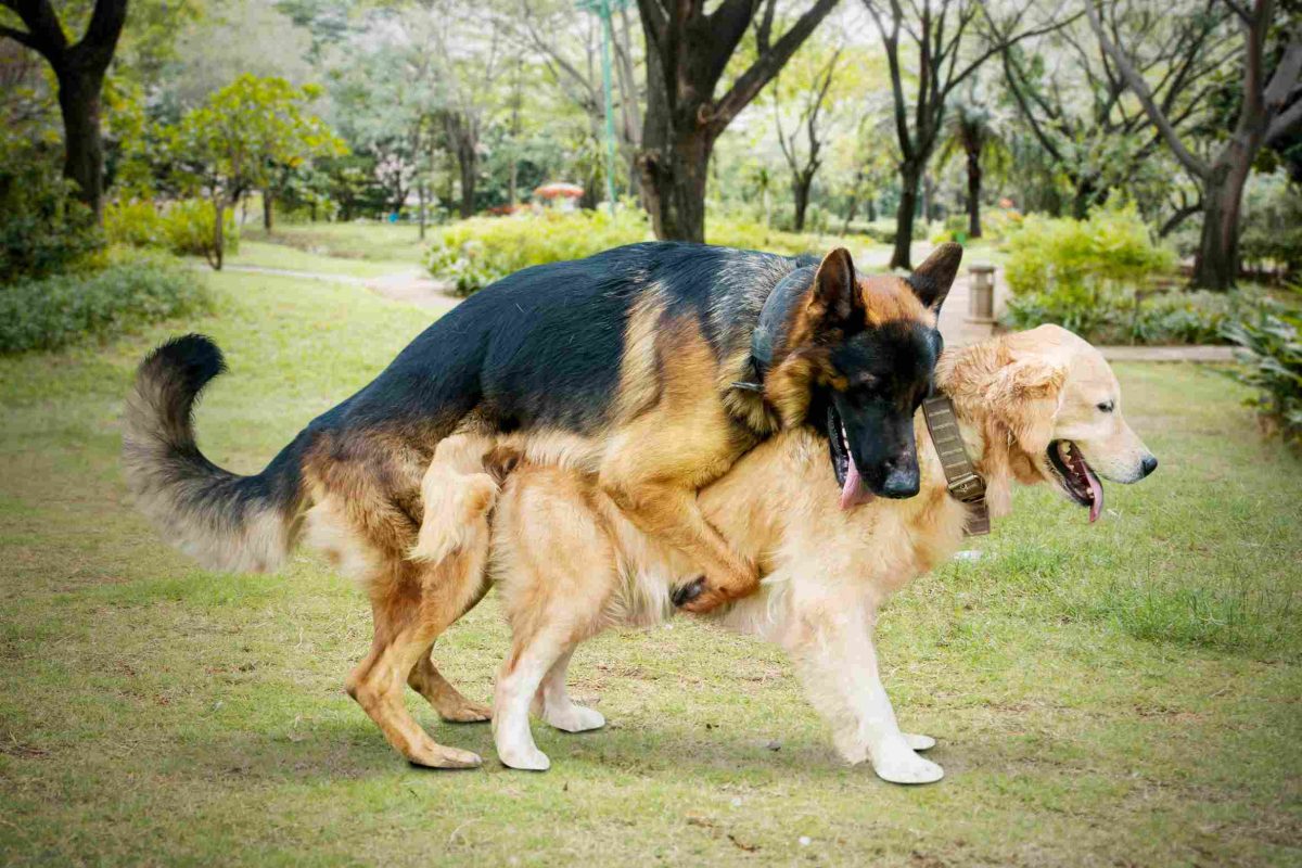Une chienne doit elle rester coller pour être prise lors de la saillie, deux chiens de différentes races en train de s’accoupler dans une prairie