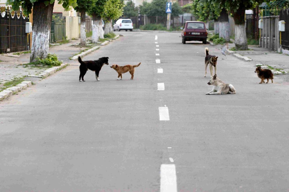 Cinq chiens errants dans une rue en Roumanie illustrant la réalité des animaux avant adoption, contexte lié à adopter un chien venant de Roumanie avis et aux conditions de vie des chiens de rue