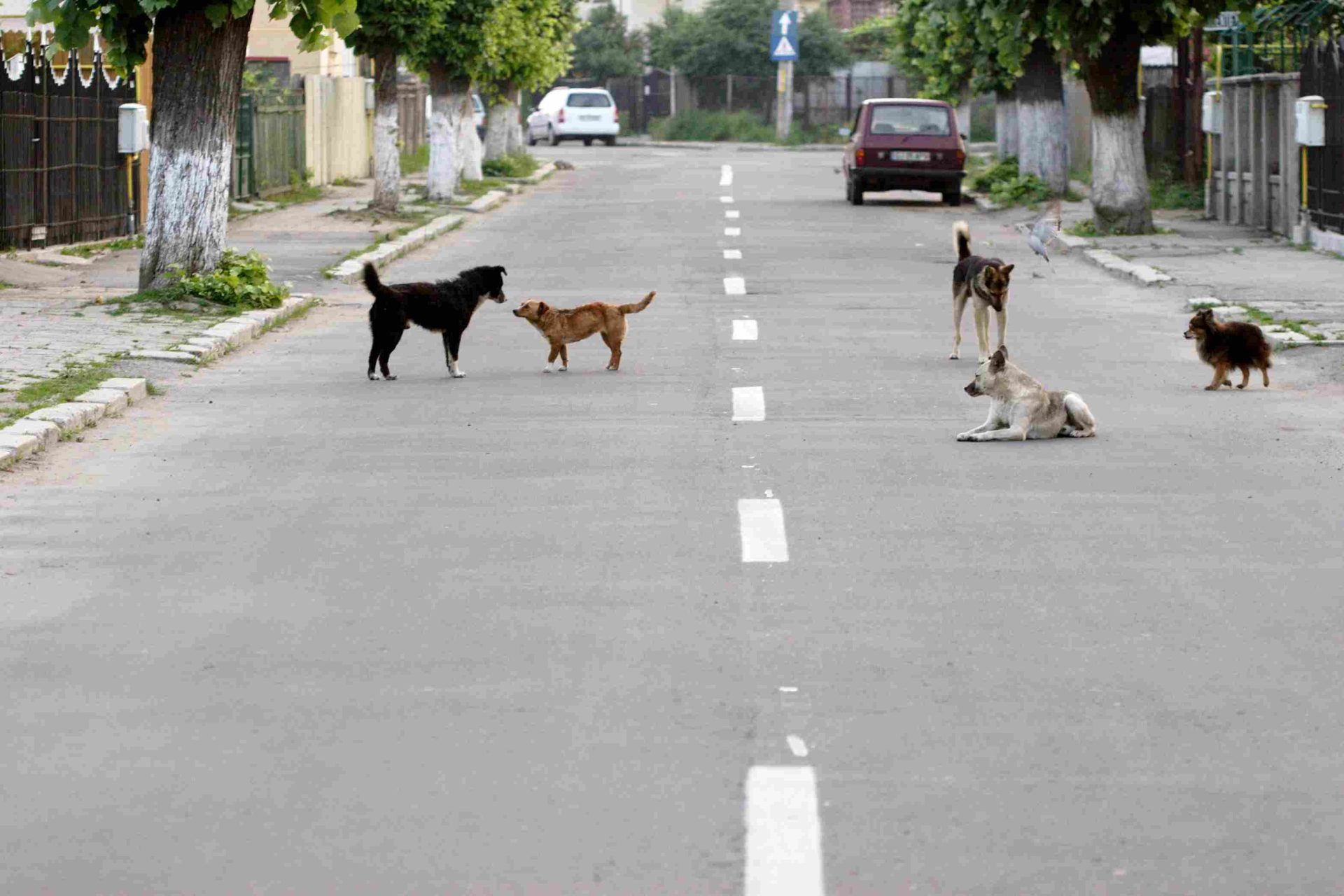 Cinq chiens errants dans une rue en Roumanie illustrant la réalité des animaux avant adoption, contexte lié à adopter un chien venant de Roumanie avis et aux conditions de vie des chiens de rue