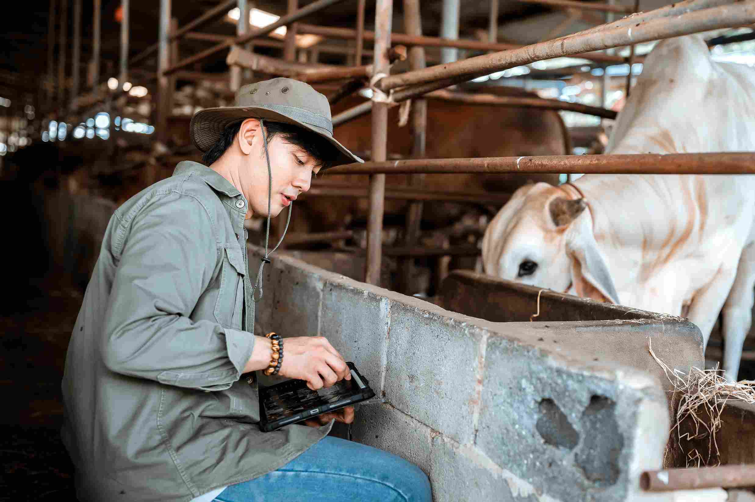 Boviclic utilisé sur une tablette par un éleveur en élevage bovin pour le suivi du troupeau, la gestion sanitaire et le contrôle des données en agriculture moderne