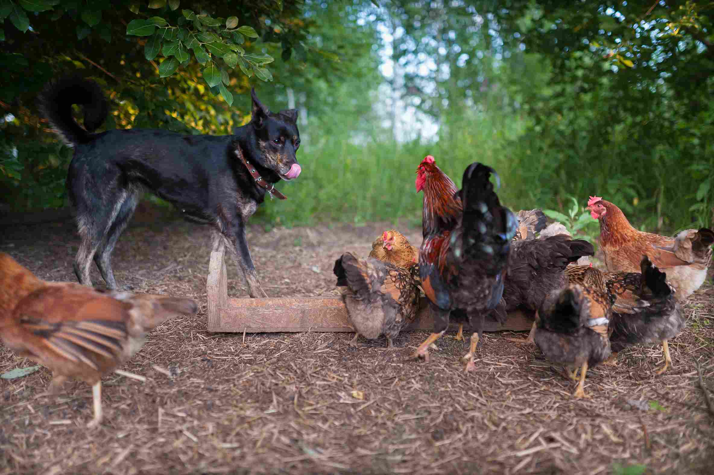 Chien bâtard noir près d’un distributeur de nourriture pour poules, observant des volailles en train de se nourrir et se léchant les babines, illustrant la situation comment punir un chien qui a mangé une poule