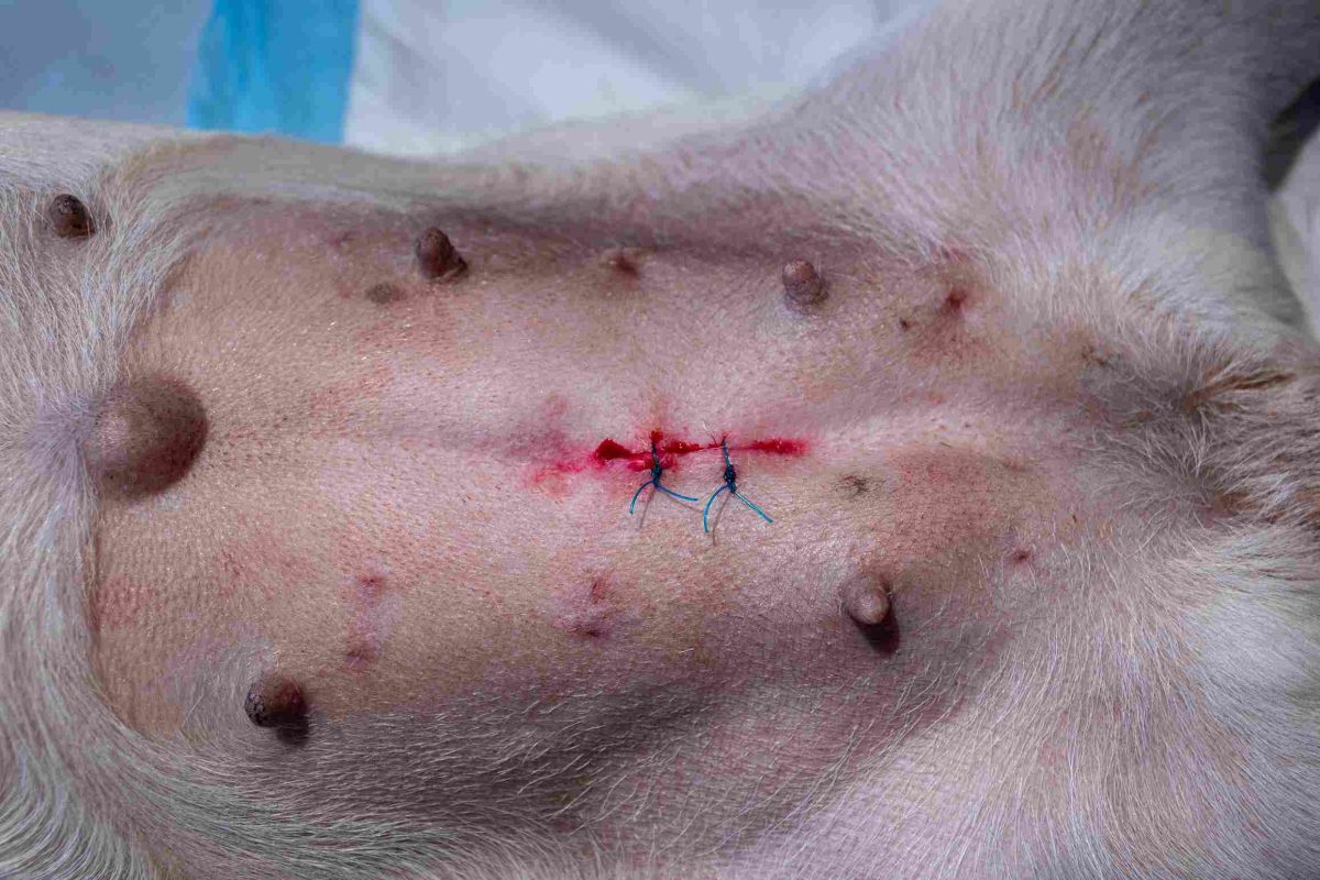 Chien allongé sur une table d’opération après une chirurgie avec sutures visibles. Illustration utilisée dans un article sur les avis concernant l’opération d’une hernie périnéale chez le chien, les risques, le taux de réussite, le prix de l’intervention et les risques de récidive.