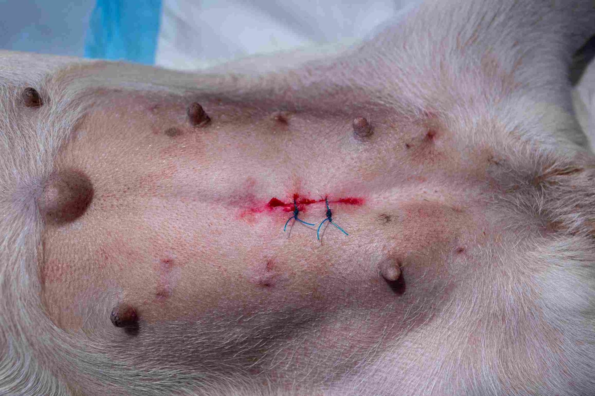Chien allongé sur une table d’opération après une chirurgie avec sutures visibles. Illustration utilisée dans un article sur les avis concernant l’opération d’une hernie périnéale chez le chien, les risques, le taux de réussite, le prix de l’intervention et les risques de récidive.