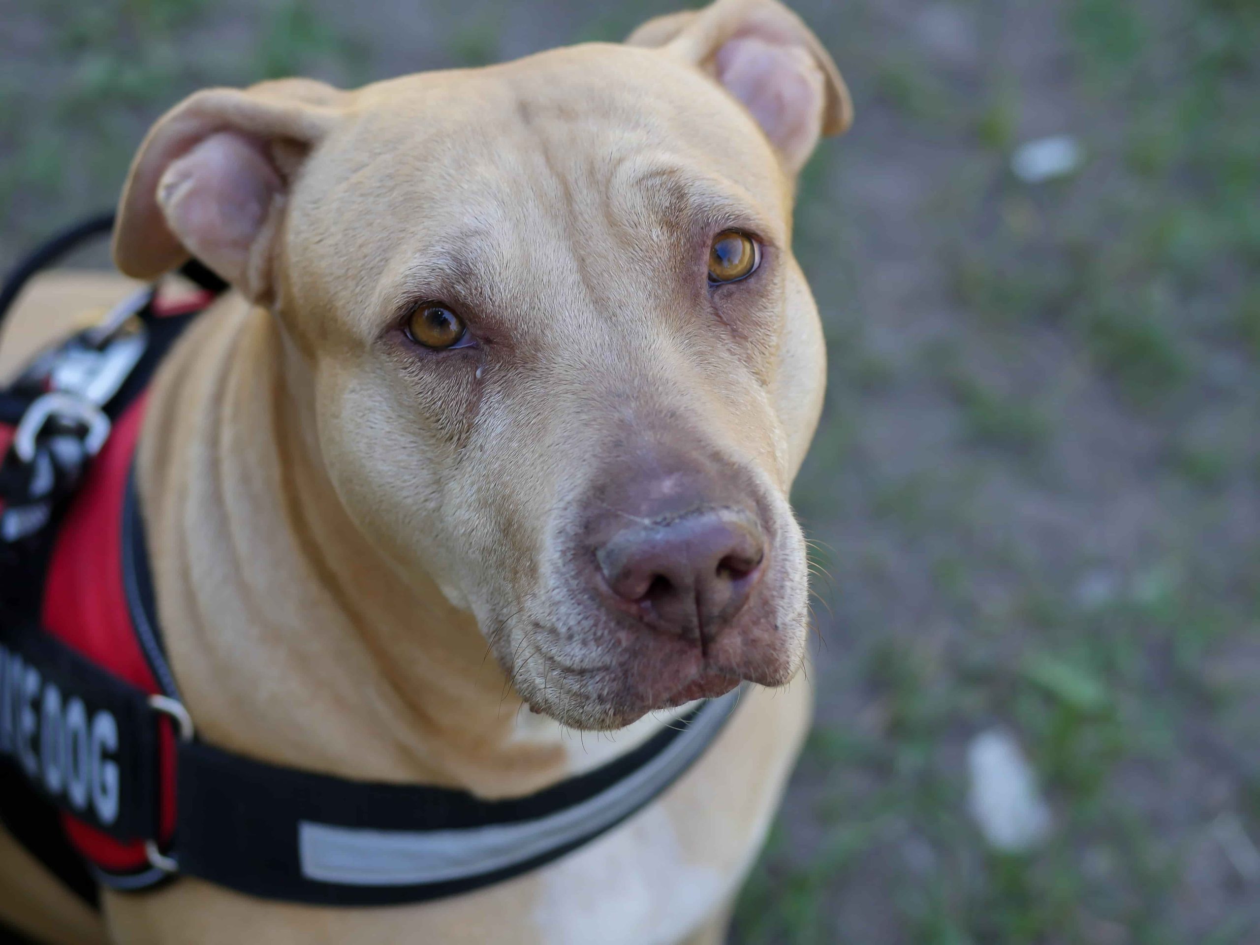 Chien beige de type pitbull portant un harnais noir et rouge, photographié en gros plan, illustrant une situation liée à l’urgence vétérinaire.