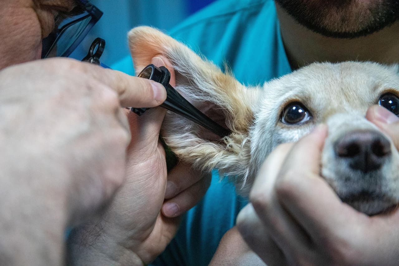 Un vétérinaire examine l’oreille d’un chien à l’aide d’un otoscope pour détecter une éventuelle infection ou anomalie lors d’une consultation vétérinaire et l'emmenant chez le vétérinaire à Montpellier
